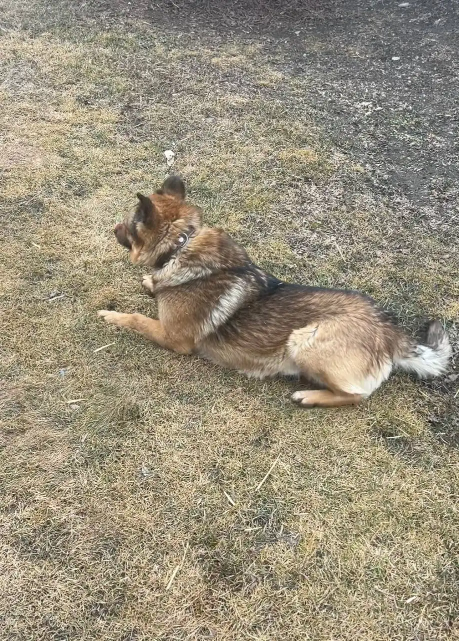 Потерялась собака ДЖЕК в Иркутске - Потерянные животные (Животные) в Иркутск
