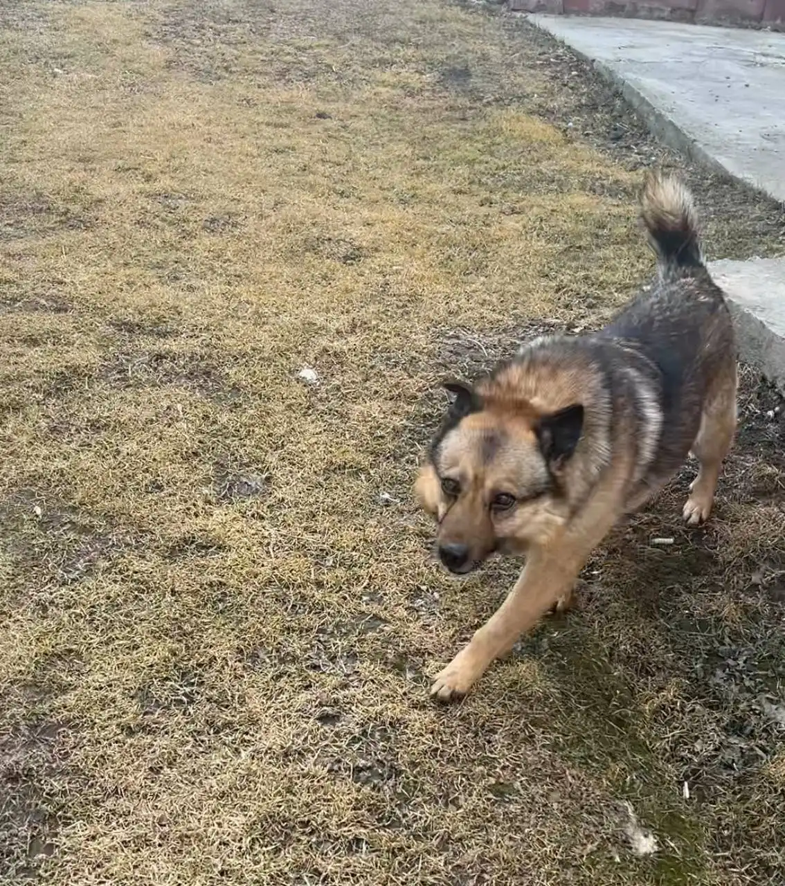 Потерялась собака ДЖЕК в Иркутске - Потерянные животные (Животные) в Иркутск