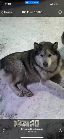 Потерявшаяся хаски в Иркутске - Потеряшки в Иркутск
