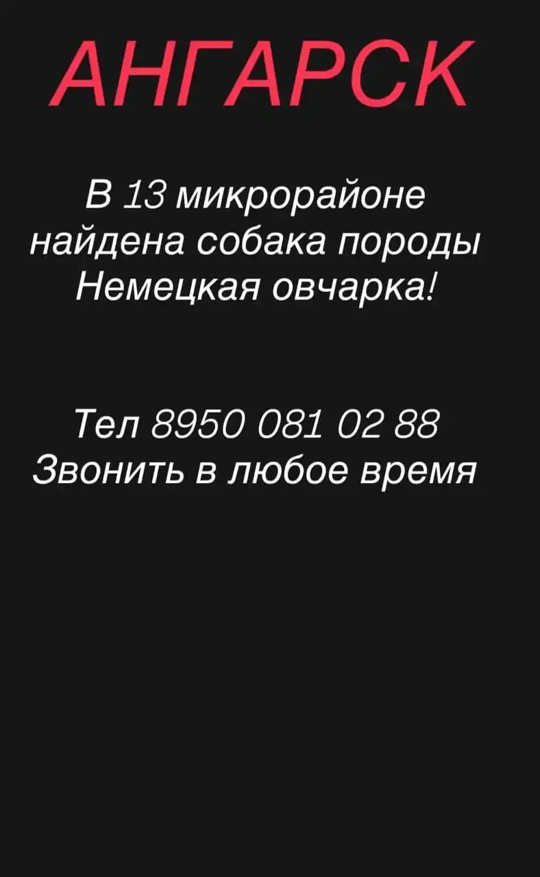 ПОТЕРЯШКА ИРКУТСК ЖИВОТНЫЕ - Животные в Ангарск