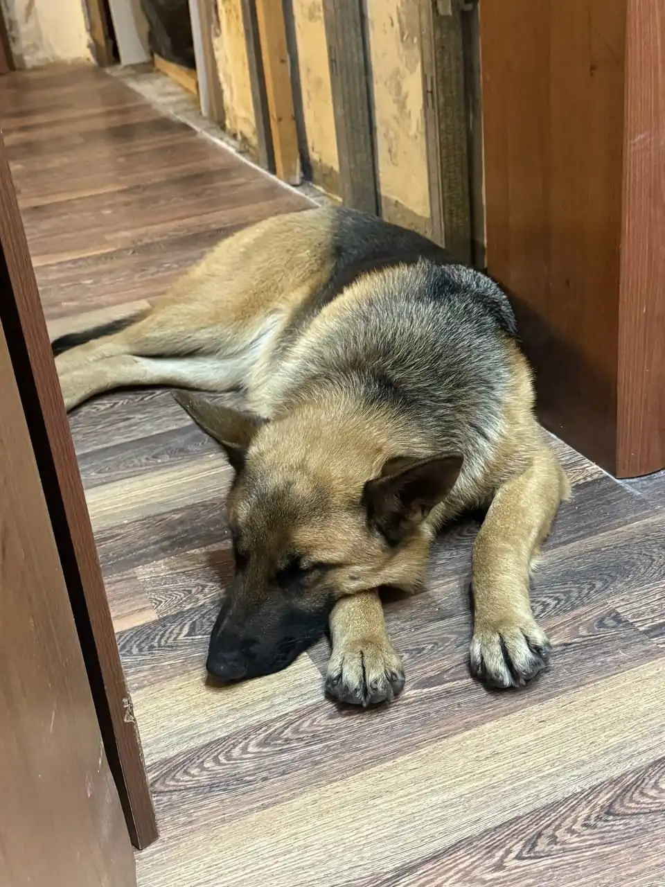 ПОТЕРЯШКА ИРКУТСК ЖИВОТНЫЕ - Животные в Ангарск