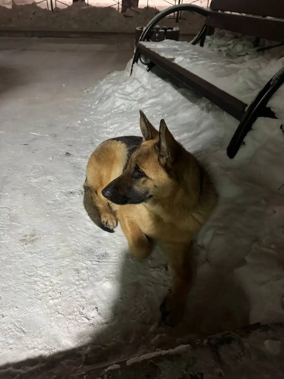 ПОТЕРЯШКА ИРКУТСК ЖИВОТНЫЕ - Животные в Ангарск