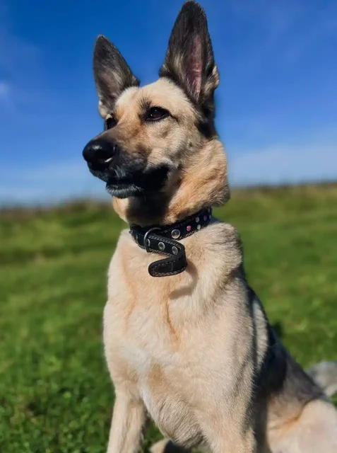 Пропала собака в Ангарске - Потерянные животные в Ангарск