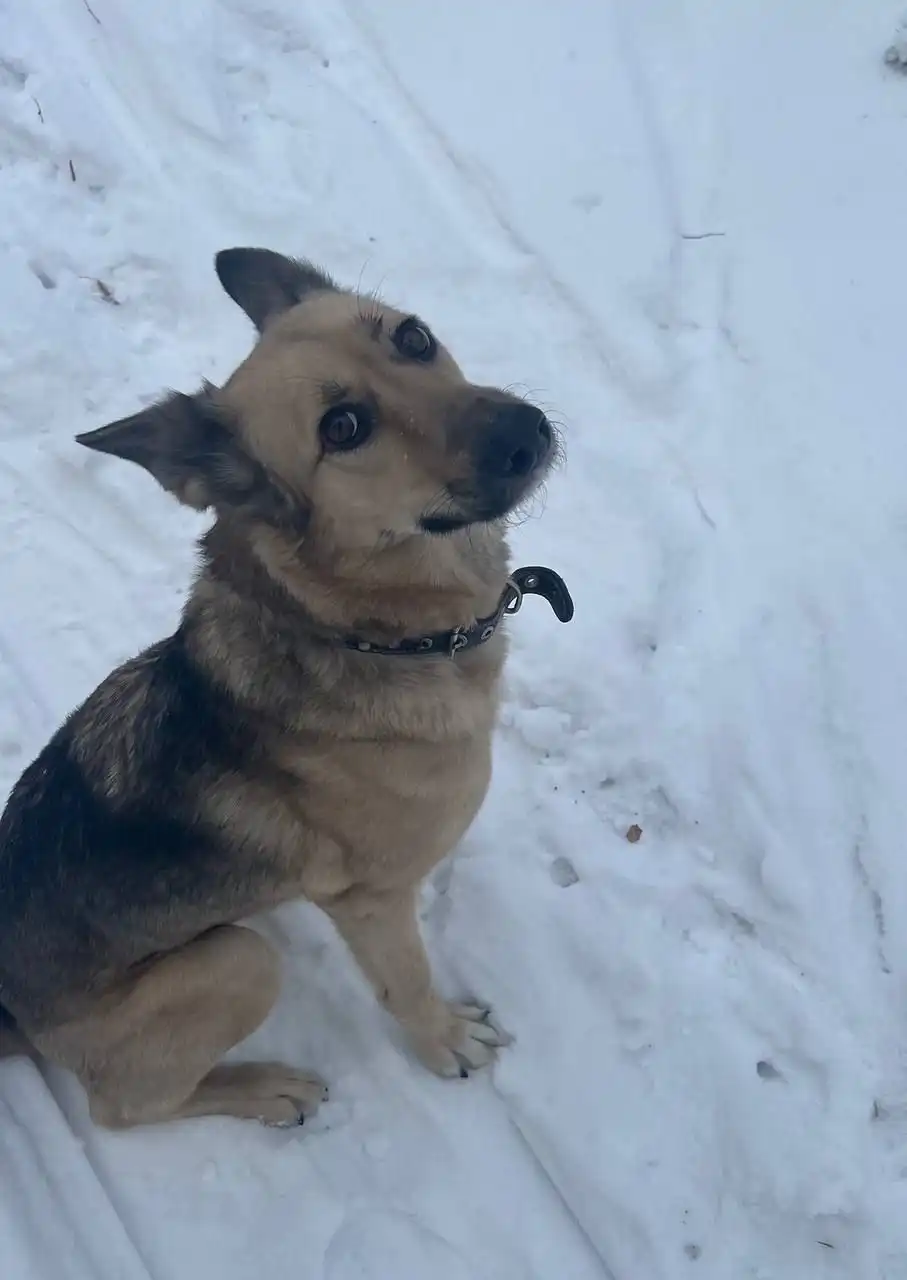 Пропала собака в Ангарске - Потерянные животные (Животные) в Ангарск