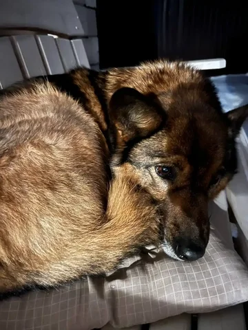 Найденный кот в Иркутске - Потерянные/найденные в Иркутск