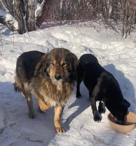 Спасение котенка на Лисихенском кладбище - Потерянные/найденные в Иркутск