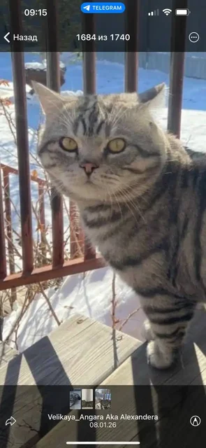 Потеряшка животное в Иркутске - Потерянные/найденные в Иркутск