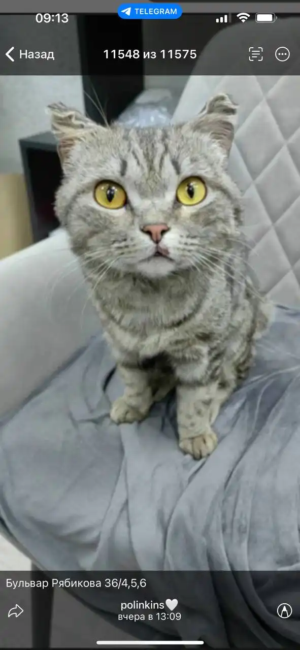 Потеряшка животное в Иркутске - Потеряшки (Животные) в Иркутск