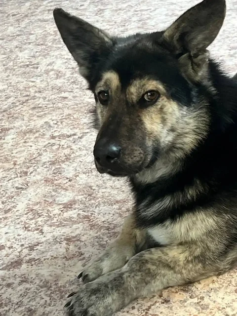 Найден пёсик в Свердловском районе Иркутска - Потерянные/найденные в Иркутск