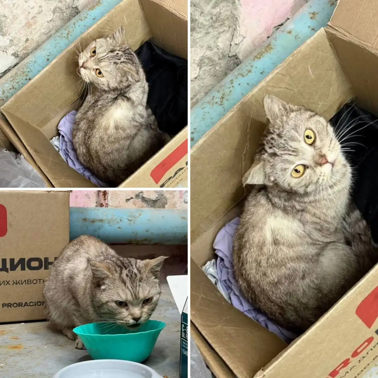 Найдена кошка в Ангарске - Кошки (Животные) в Ангарск