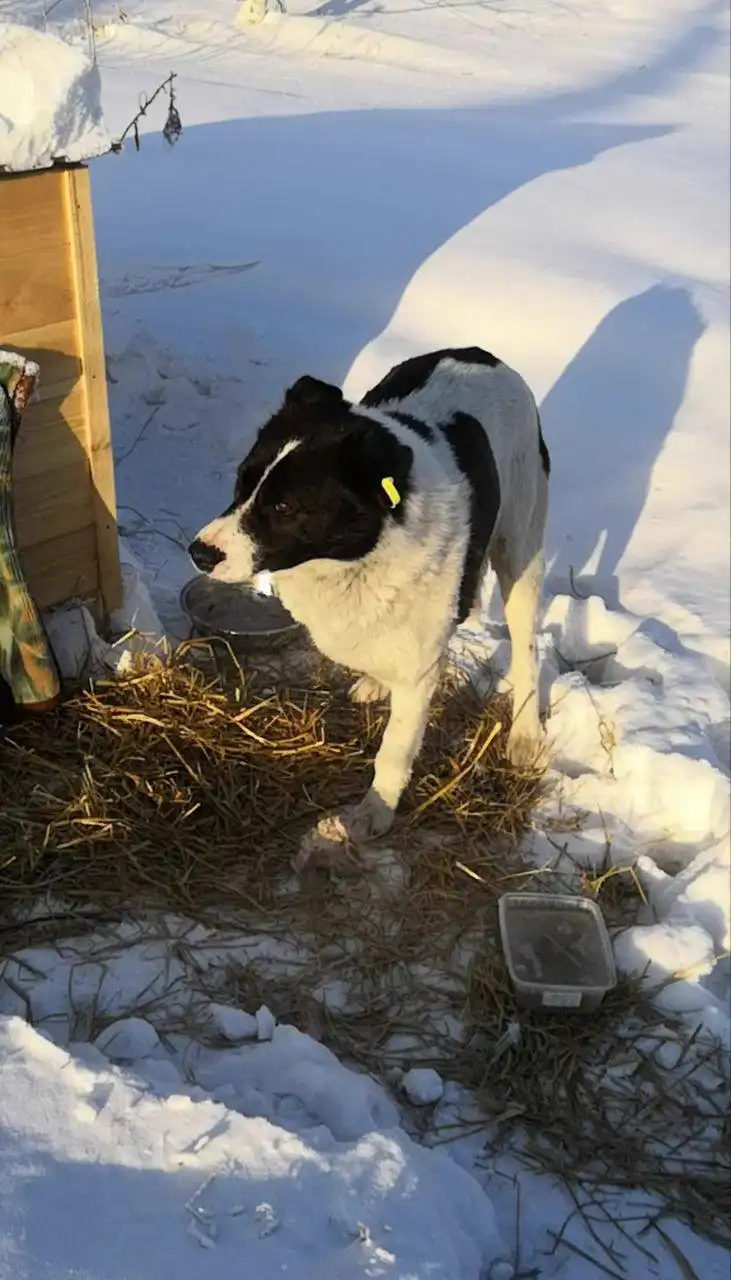 Пропал пёс с повреждённой лапой в Новой Разводной - Пропажа животных (Животные) в Новая Разводная