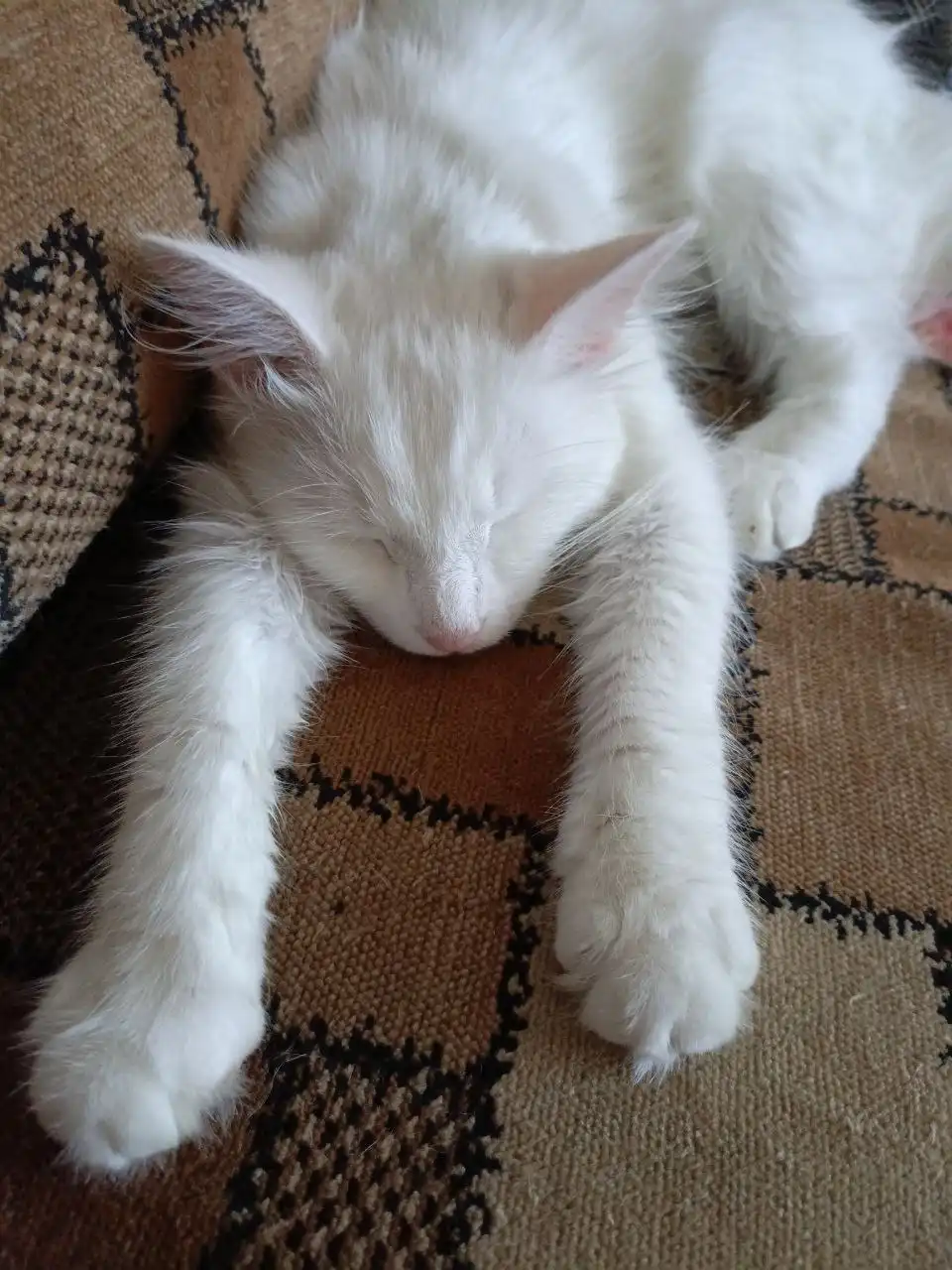 Пропала кошка турецкая ангора в Хомутово - Потерянные животные (Животные) в Хомутово