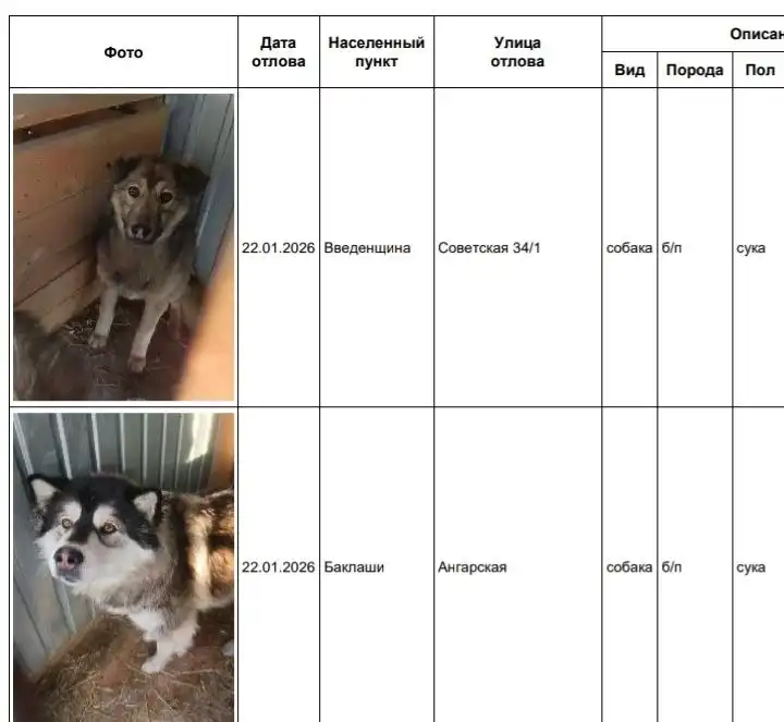 Потерянные собаки в приюте - Собаки (Животные) в Шелехов