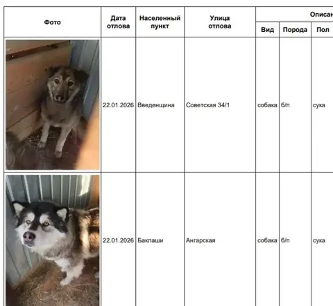 Потерянные собаки в приюте - Птица в Шелехов