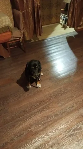 ПОТЕРЯШКА ИРКУТСК ЖИВОТНЫЕ - Животные в Иркутск