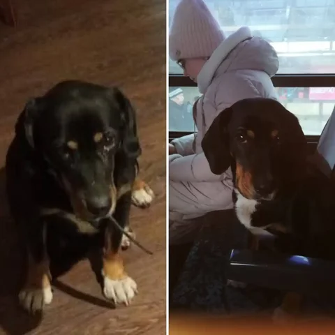 Потеряшка в автобусе - Животные в Иркутск