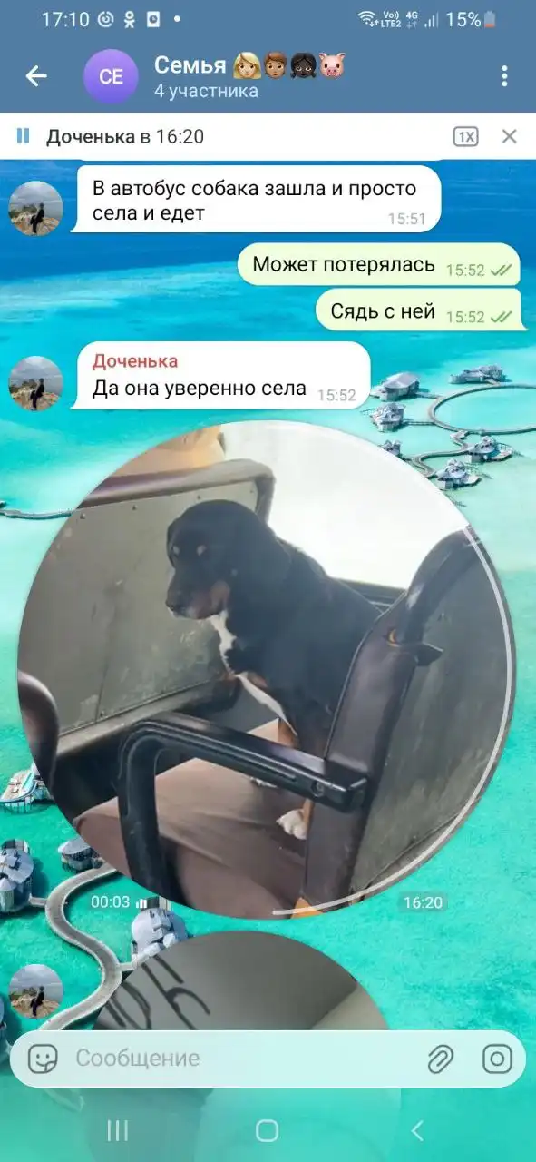 Потерянная собака в Иркутске - Животные в Иркутск