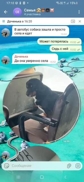 Потерянная собака в Иркутске - Животные в Иркутск