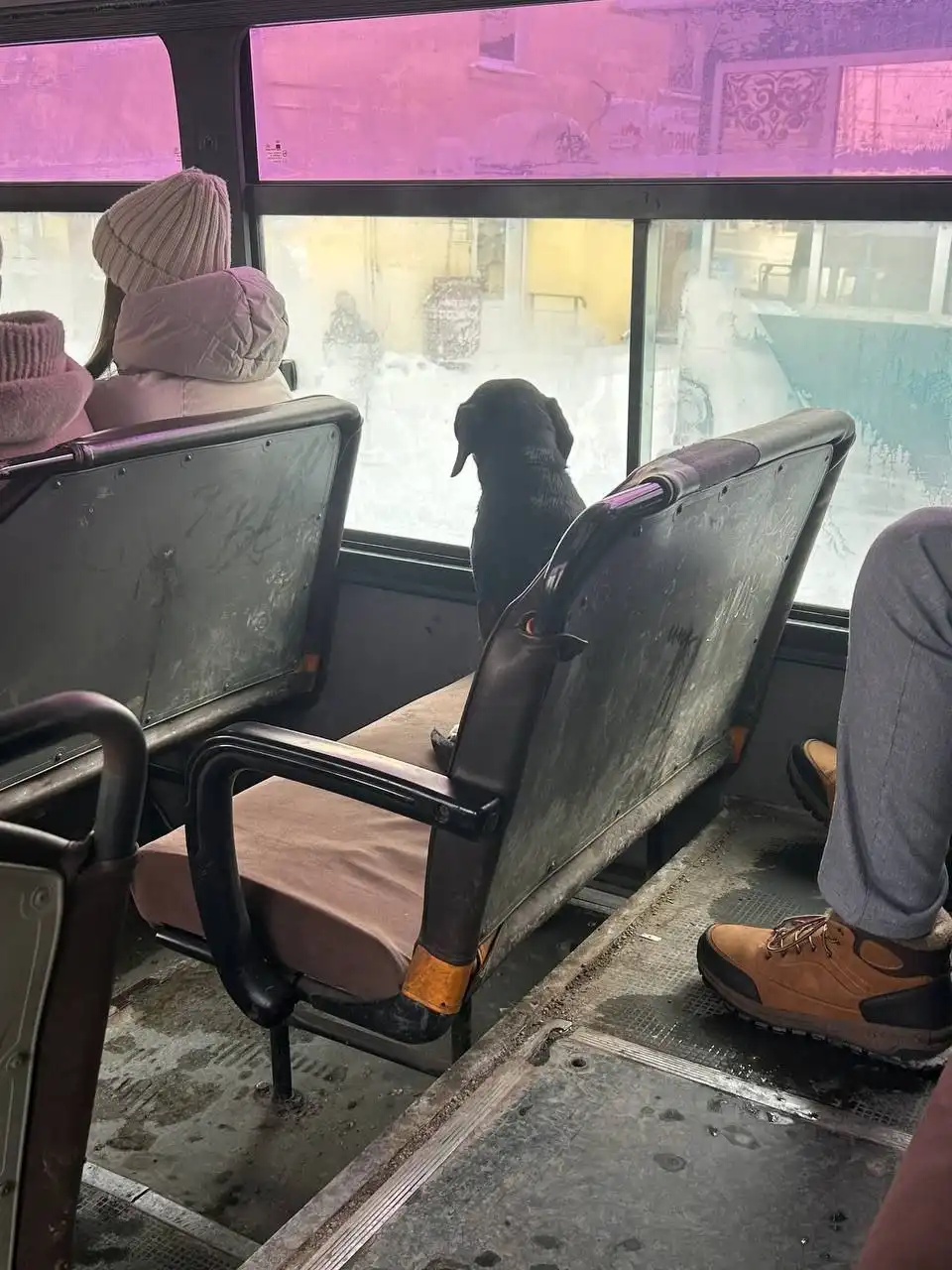 Потерянная собака в Иркутске - Животные в Иркутск