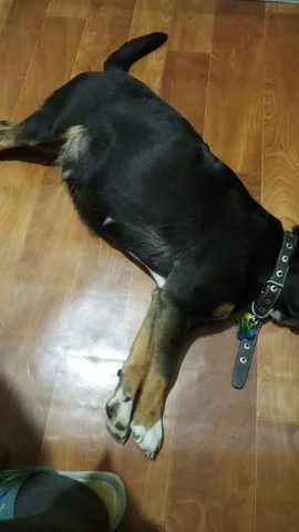 Потеряшка в Иркутске - Потерянные/найденные в Иркутск