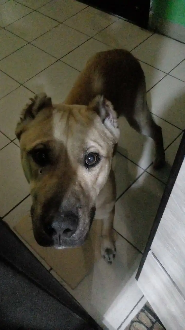 Помогите найти хозяина для собаки в Черемхово - Животные в Черемхово