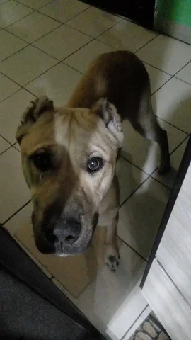 Помогите найти хозяина для собаки в Черемхово - Потерянные животные в Черемхово