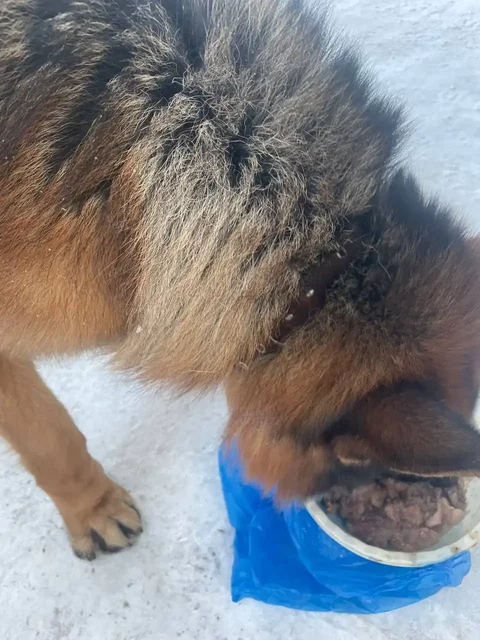 Потерялась немецкая овчарка в Иркутске - Собаки в Иркутск