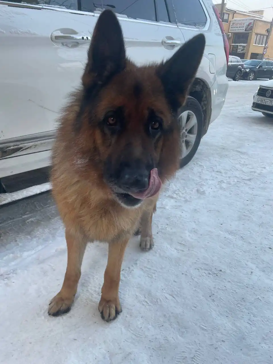 Потерялась немецкая овчарка в Иркутске - Собаки (Животные) в Иркутск