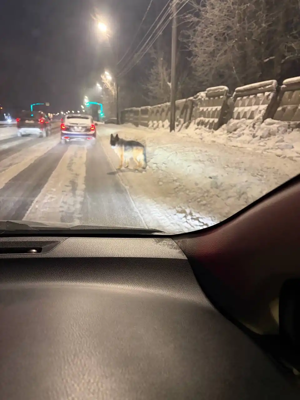 Потерялась немецкая овчарка в Иркутске - Собаки (Животные) в Иркутск