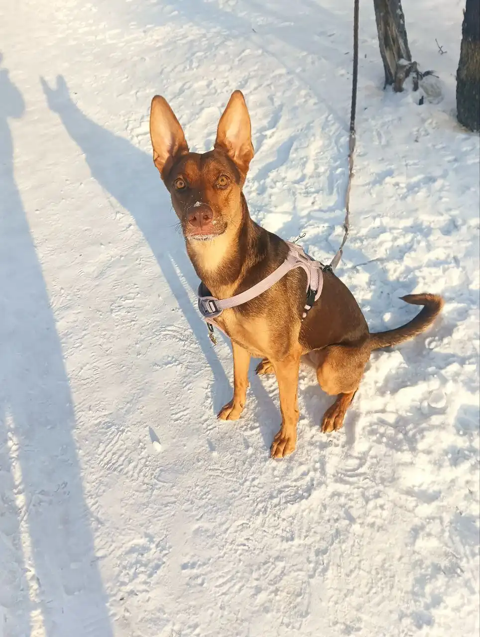 Срочно нужна передержка для собаки в Ангарске - Передержка (Животные) в Ангарск