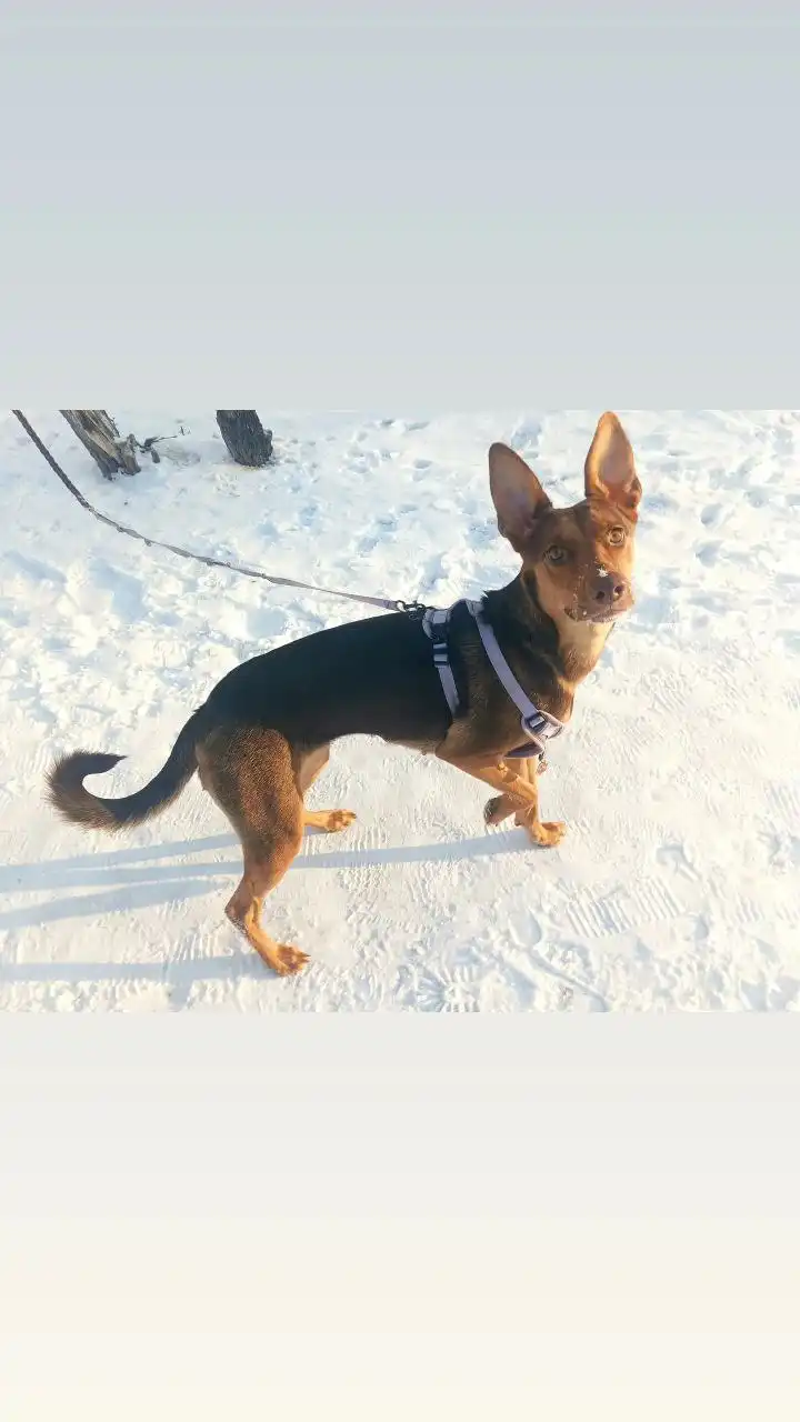 Срочно нужна передержка для собаки в Ангарске - Передержка (Животные) в Ангарск