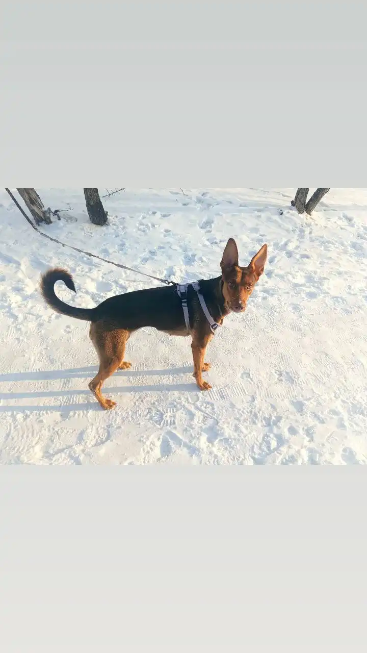 Срочно нужна передержка для собаки в Ангарске - Передержка (Животные) в Ангарск