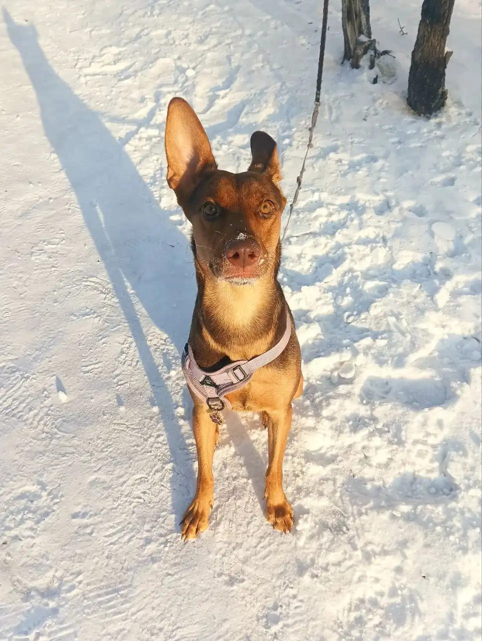 Срочно нужна передержка для собаки в Ангарске - Передержка (Животные) в Ангарск