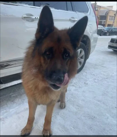 Потерялся пес немецкая длинношерстная овчарка Велес - Собаки в Иркутск