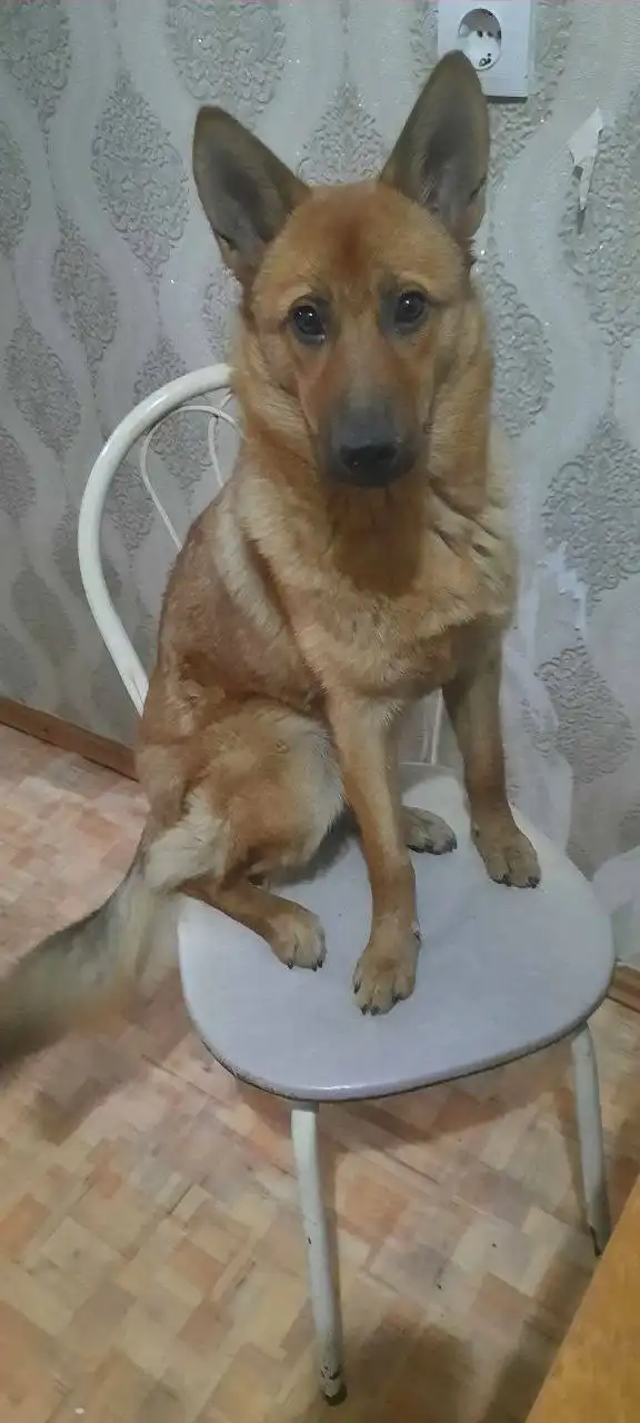 Потерялась собака Люся в Усолье - Животные в Усолье