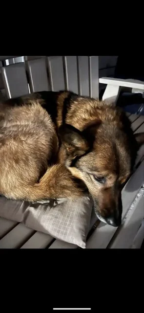 Найдена домашняя собака в Иркутске - Собаки в Иркутск