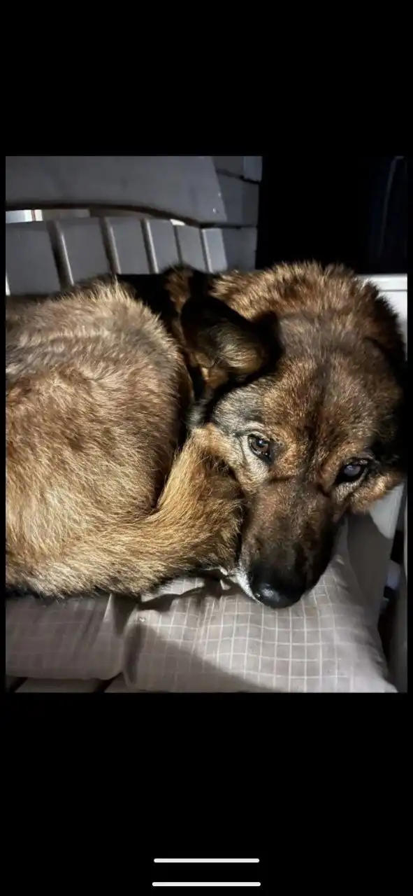 Найдена домашняя собака в Иркутске - Собаки (Животные) в Иркутск