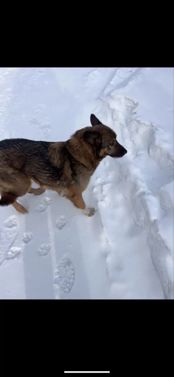 Найдена домашняя собака в Иркутске - Собаки (Животные) в Иркутск