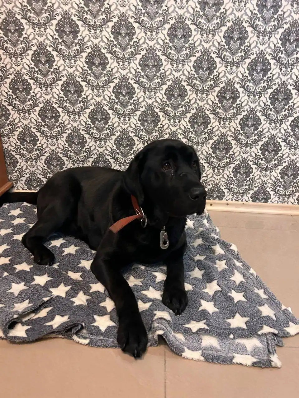 Найдена собака лабрадор в Иркутске - Собаки (Животные) в Иркутск