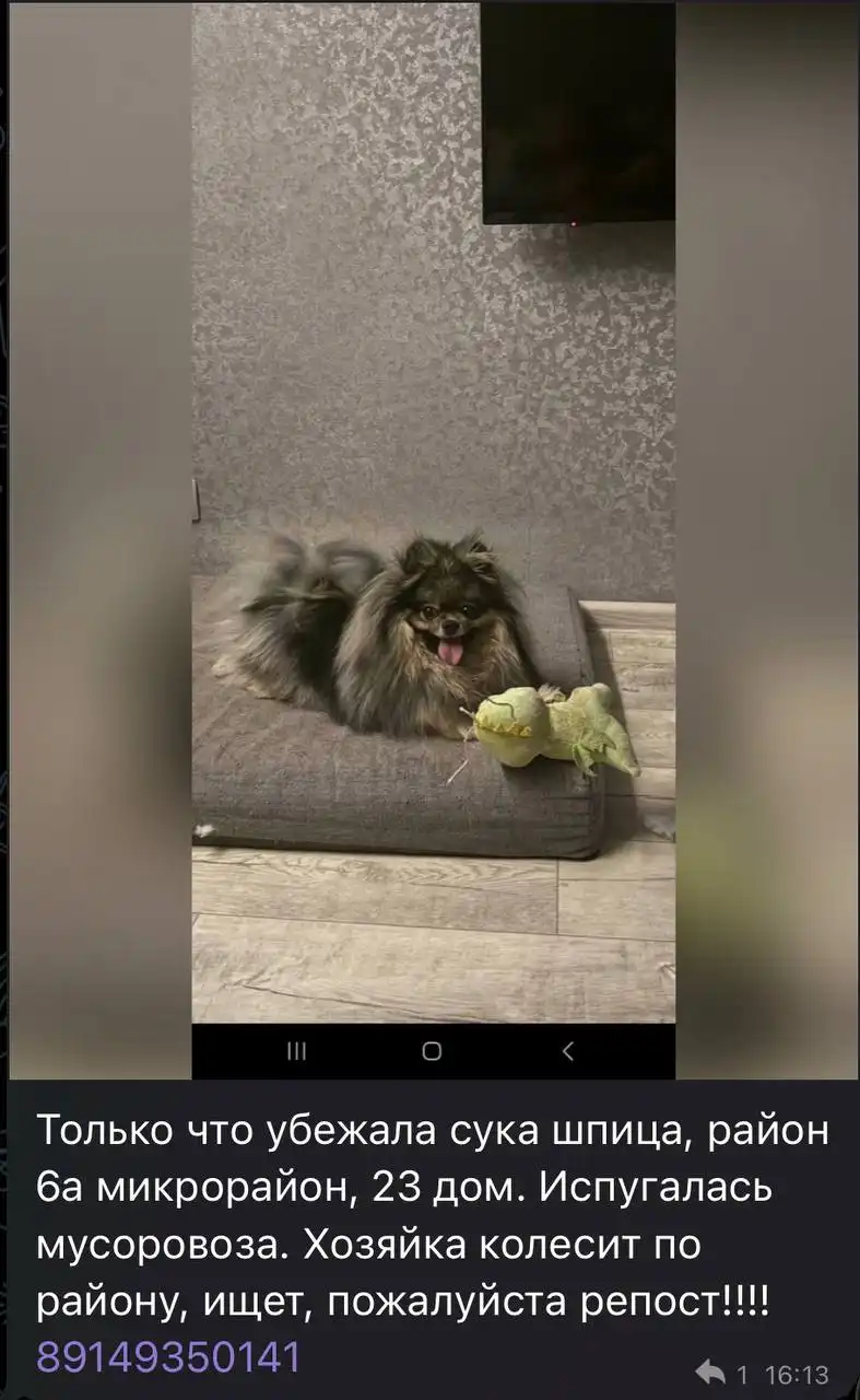 Потеряшка в Ангарске - Потерянные/найденные (Животные) в Ангарск