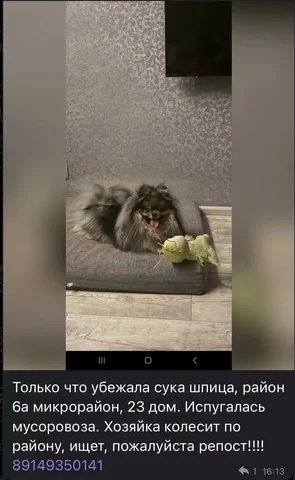 Потеряшка в Ангарске - Животные в Ангарск