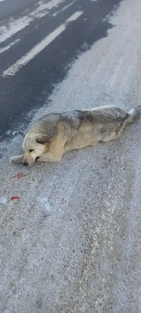 Срочно! Помощь собаке, сбитой в Шаронах - Животные в Шароны