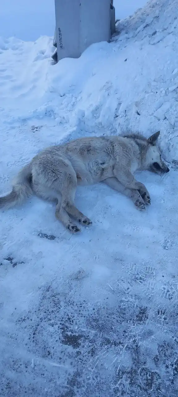 Срочно! Помощь собаке, сбитой в Шаронах - Животные в Шароны
