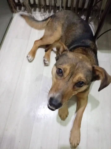 Потерялась собака в Роще Синюшка - Животные в Иркутск