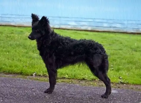 Потерявшаяся собака с травмой глаза в Иркутске - Собаки (Животные) в Иркутск