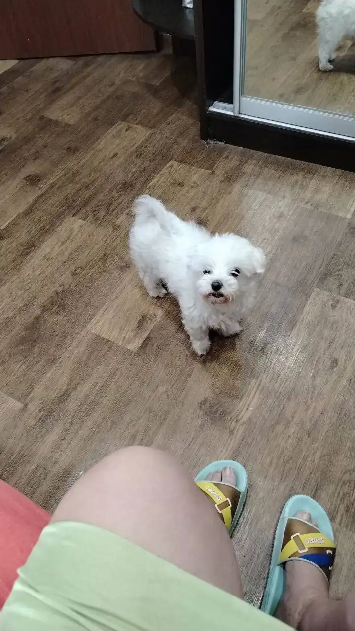 Потерялась собака в районе Конева - Потерянные/найденные животные (Животные) в Иркутск