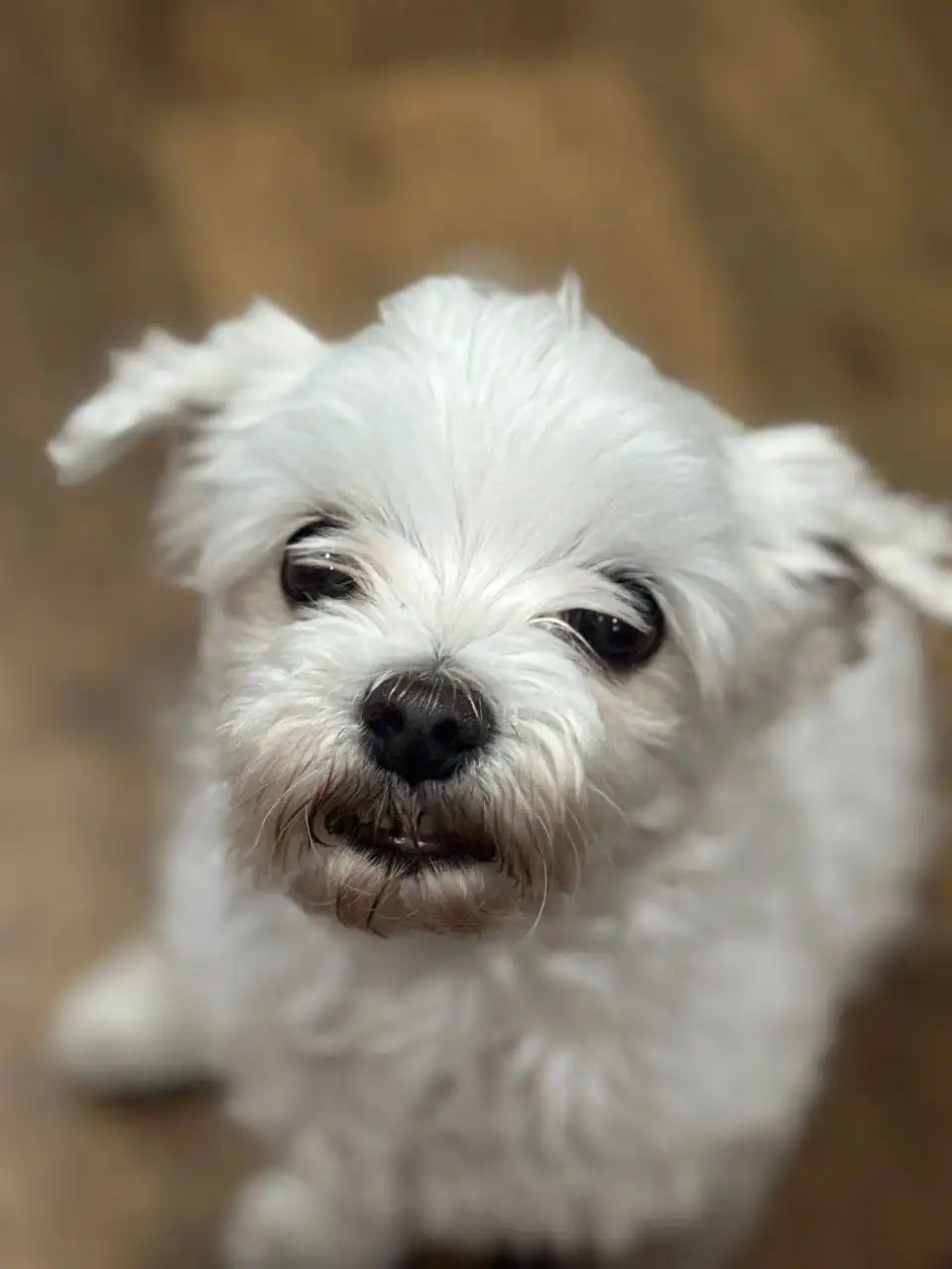 Потерялась собака в районе Конева - Потерянные/найденные животные (Животные) в Иркутск