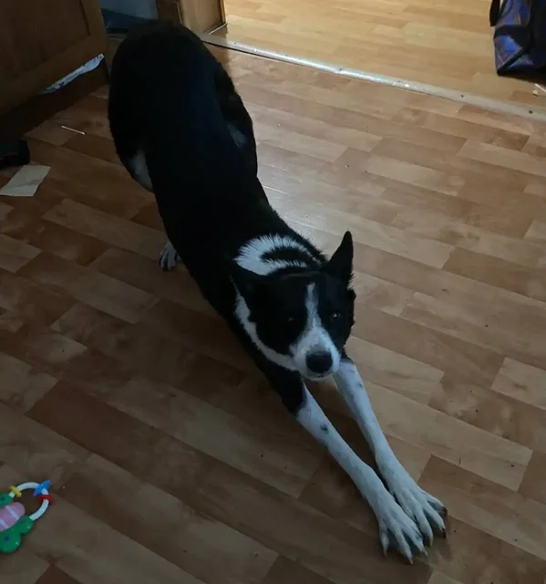 Пропала собака в Хомутово - Потерянные животные в Хомутово