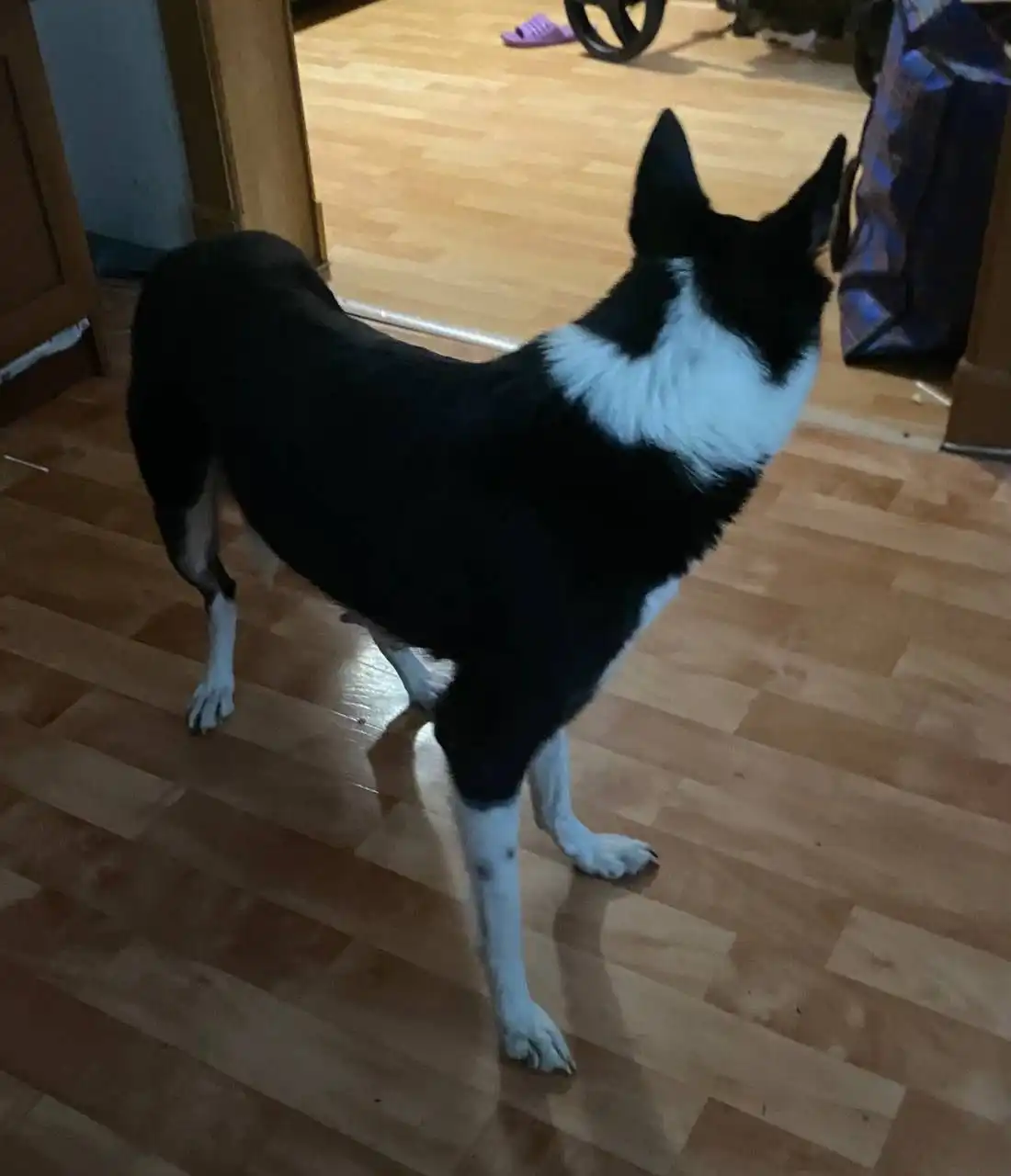 Пропала собака в Хомутово - Потерянные животные (Животные) в Хомутово