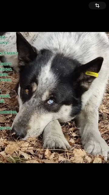 Поиск двух собак в Иркутске - Животные в Иркутск